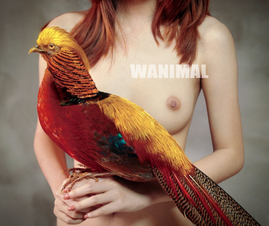 ʥ WANIMALƷ [121P] () ͼ 11ҳ